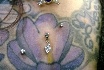 chest microdermals