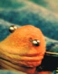 ampallang-male-genital-piercing