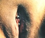VCH-vertical-clit-hood-piercing